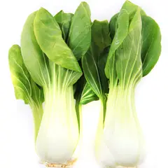 TOTTUS - Pac Choy x Un