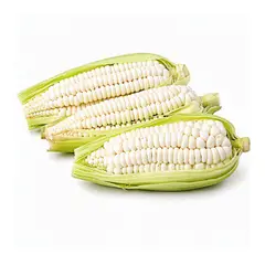 TOTTUS VERDURAS - Choclo Serrano Selecto Tottus