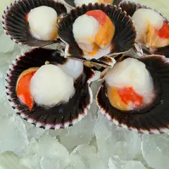 AZUL MARINO - Conchas Media Valva Extra Grande 6 Unidades