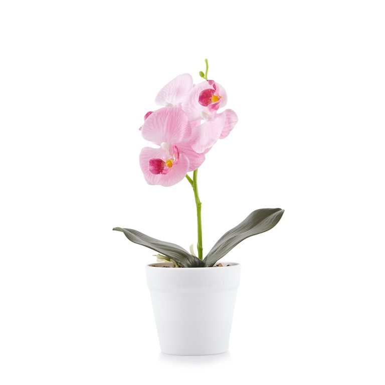 Planta Art Orquideas 8H Surt