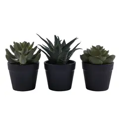 undefined - Pack X 3 Suculentas