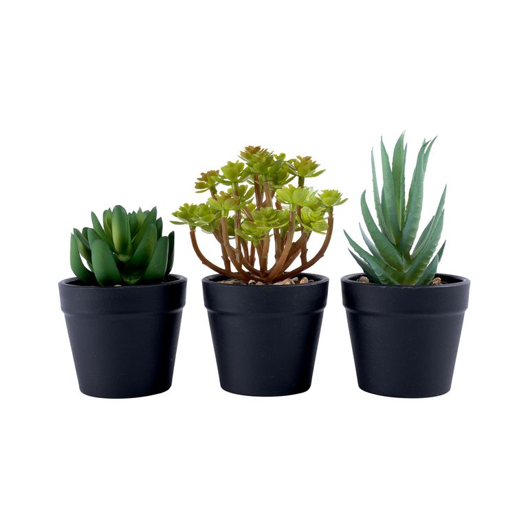 Pack X 3 Suculentas